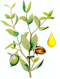 jojoba oil