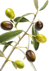 olive oil