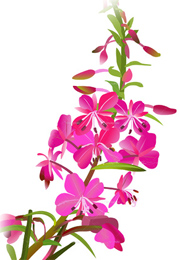 willowherb